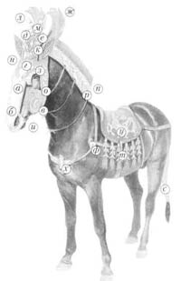 Реконструкция внешнего вида коня из Певого Пазырыкского кургана